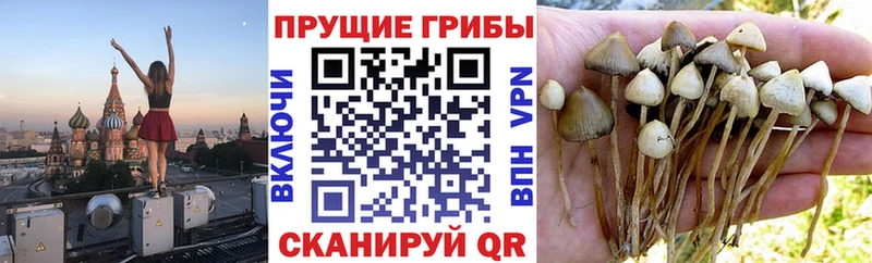 нарко площадка какой сайт Северо-Курильск Псилоцибиновые грибы ЛСД что такое